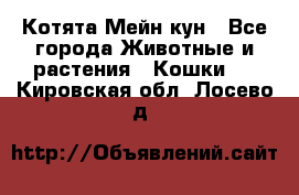 Котята Мейн кун - Все города Животные и растения » Кошки   . Кировская обл.,Лосево д.